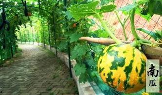 摸鱼吃瓜娱乐,摸鱼吃瓜娱乐生活指南