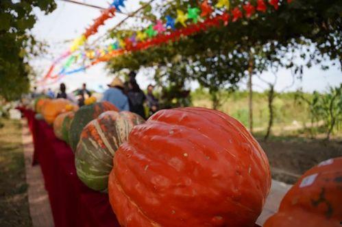 浮云娱乐吃瓜,揭秘娱乐圈最新吃瓜事件